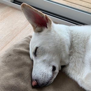 Meet your Posher, Carli